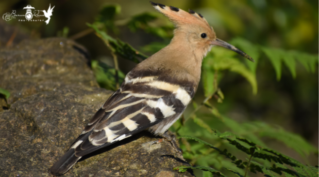 Common Hoopoe